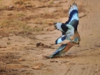 Indian Rollers fighting