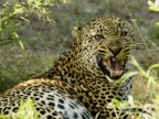 Aggressive attitude of this Leopard male, he has just taken a small monkey…and did not want to be disturbed