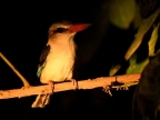 Brown-hooded Kingfisher, sleeping at night, locks on the muscles of his toes and cannot fall