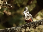 Female Giant Kingfisher has a fish to eat….