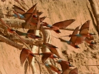 Southern Carmine Bee-eaters nesting along the Luangwa River bank