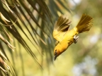 Spectacled Weaver – female