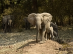 African Bush Elephants drinking