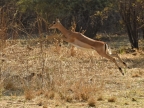 Female Impala jumping