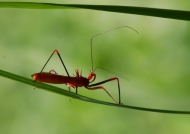 Red Assassin Bug