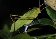 Green Long-legged Katydid