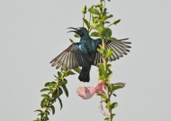 Purple Sunbird – male