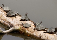 Indian black Turtles