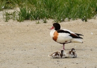 common shelduck f. with chicks