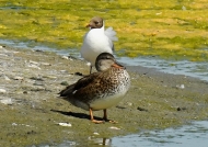 Malard – f. & black-headed gull
