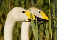 Whooper Swans – couple