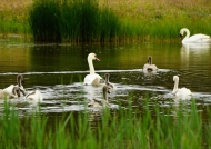 Mute Swan and juveniles