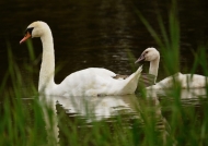Mute Swan and juvenile