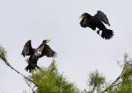 Great Cormorants fighting
