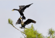 Great cormorants fighting