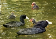 Common Coot – family