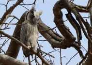 Southern White‑faced Owl – juv.