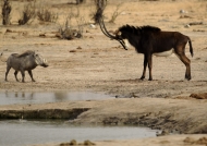 sable antelope-f facing warthog
