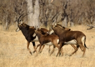sable antelopes – adults & youngs