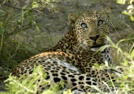 Leopard male – cool attitude