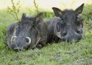Common Warthogs – female (on the left) and a young male