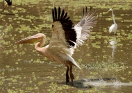 Great White Pelican – taking off