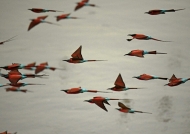 A flock of Southern Carmine Bee-eaters