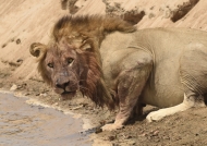 Male Lion drinking after eating a Hippo carcass