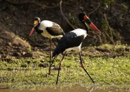 Saddle-billed Stork – female and male (foreground)