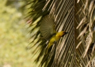 Spectacled Weaver – male