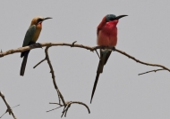 White-fronted Bee-eater and Southern Carmine Bee-eater