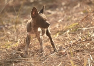 African Wild Dog puppy – same age – did he survive….