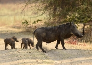 Female Common Warthog with her 4 piglets – 1,5 months old