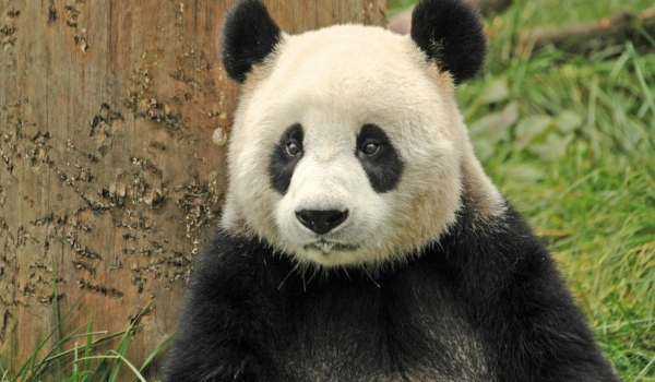 China  – Wolong before earthquake – Giant Panda