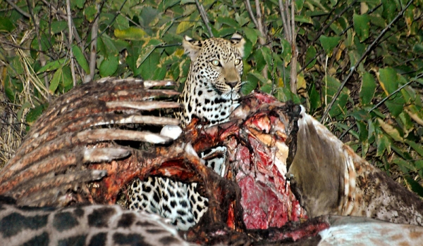 Leopard in a carcass