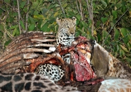 Leopard in a carcass