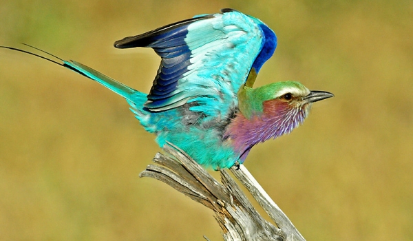 Botswana Birds