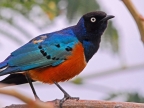 Ethiopia – Birds