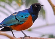 Ethiopia – Birds