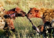Two Hyenas for one bone