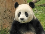 China – Pandas