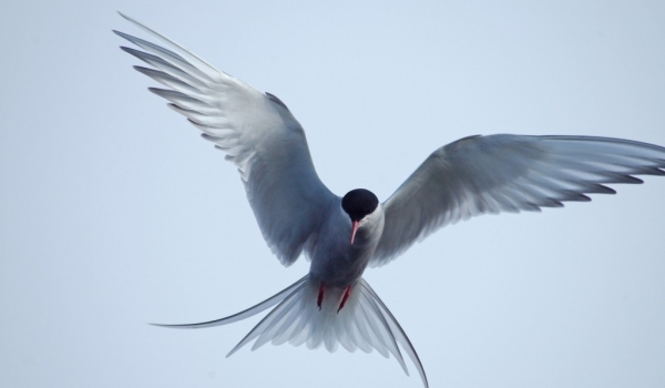 Iceland – Arctic Terns