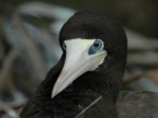 Panama – Birds