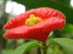 Costa Rica – Psychotria sp.
