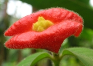 Costa Rica – Psychotria sp.