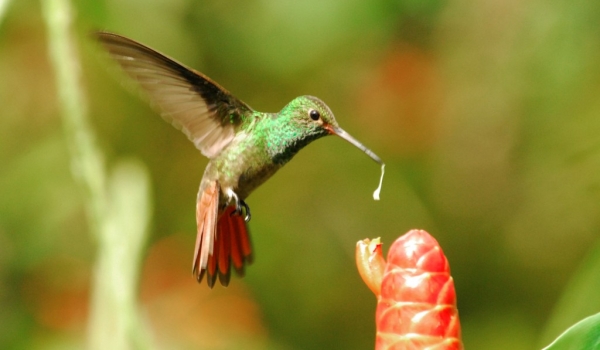 Costa Rica – Birds