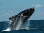 Argentine – Southern Right Whale