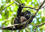 Nicaragua – Mammals