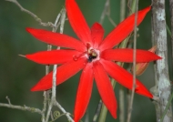 Panama – Plants & Flowers