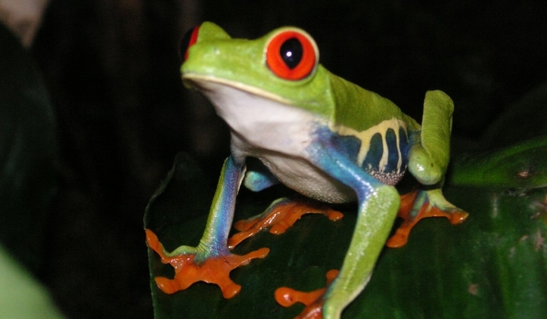 Costa Rica – Batrachians/Reptiles